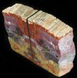 Vibrant Tall Arizona Petrified Wood Bookends #29141-3